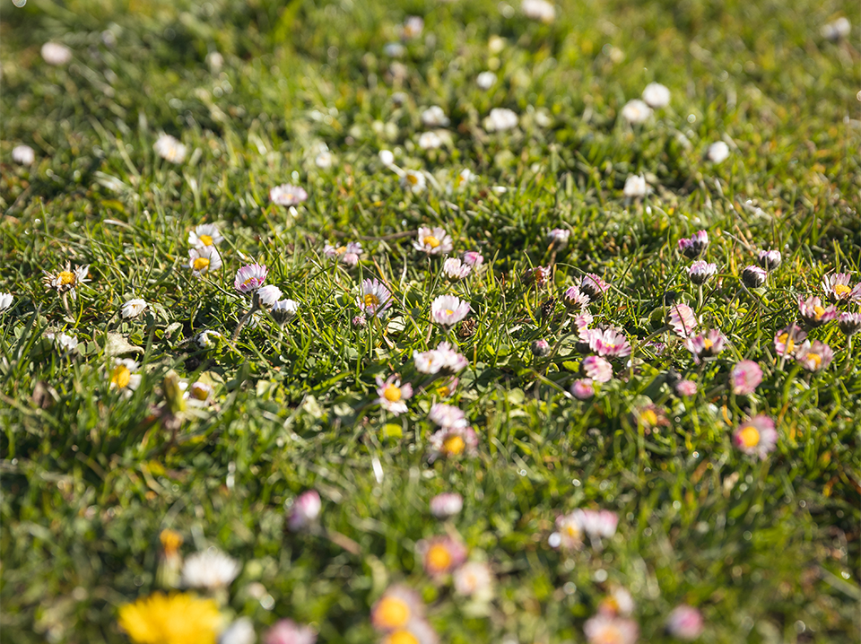 How to fix common problems in your lawn