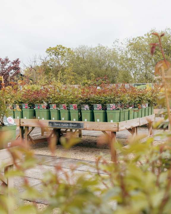 Creative Gardens 4 Garden Centres Northern Ireland