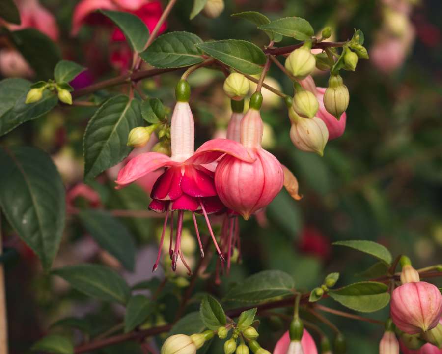 Fuschia - our new Plant of the Moment