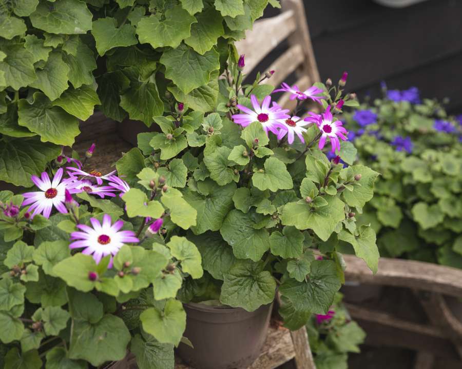 Senetti - our new Plant of the Moment