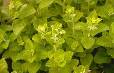 Keeping herbs happy