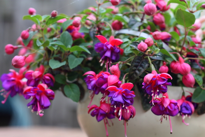 6 plants to prune in spring