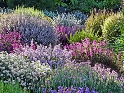 Heathers - September Plant of the Moment