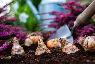It's almost time to plant your bulbs!