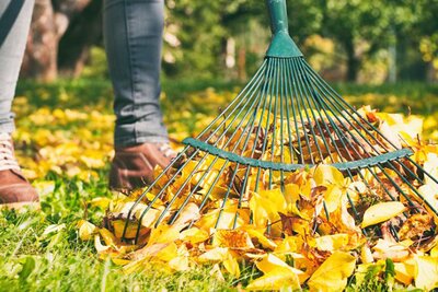 Jobs to do in the Garden this October