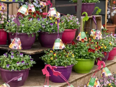 Viola Hanging Pots - October Plant of the Moment
