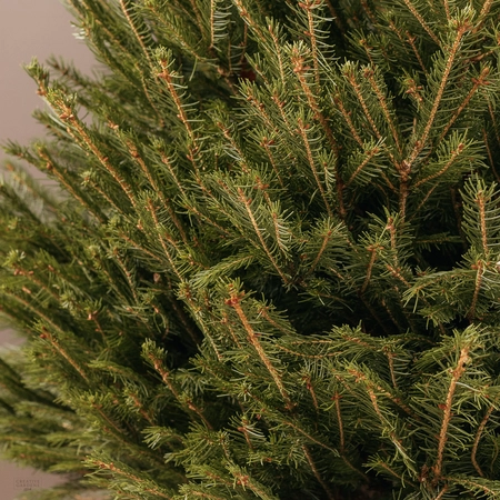 4ft Potted Christmas Tree - image 2