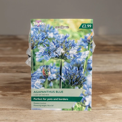 Agapanthus Blue (Lily Of The Nile)