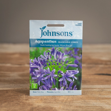Agapanthus Headbourne Hybrids - image 1