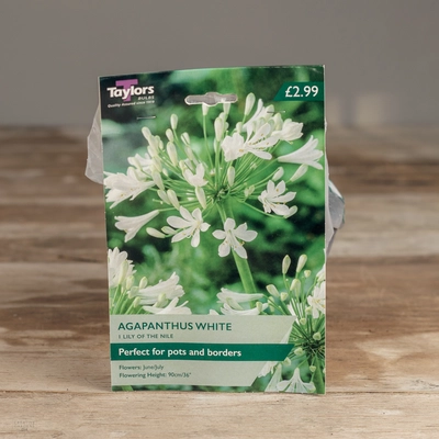 Agapanthus White
