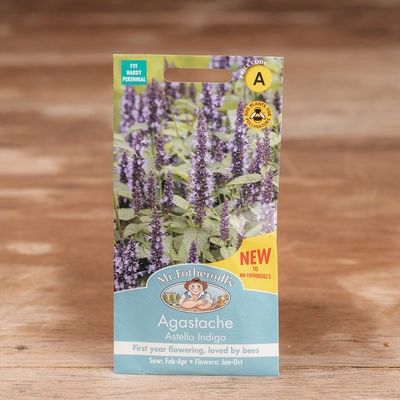 Agastache Astello Indigo