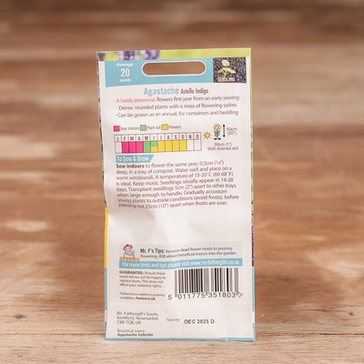 Agastache Astello Indigo - image 2