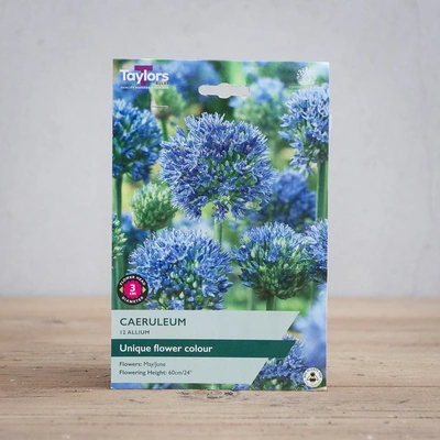 Allium Caeruleum