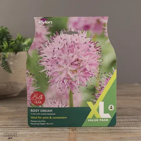 Allium Carolinianum Rosy Dream