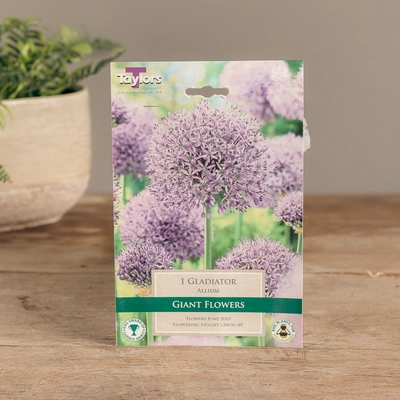 Allium Gladiator