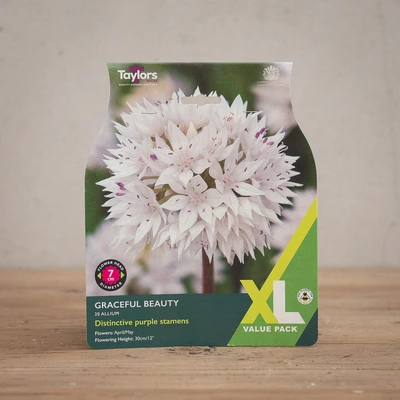 Allium Graceful Beauty