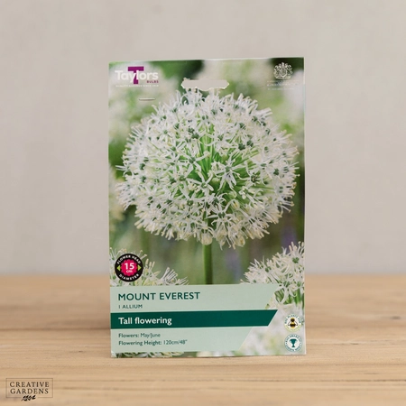 Allium Mount Everest