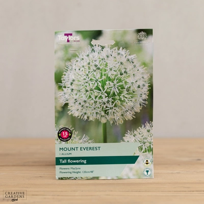 Allium Mount Everest