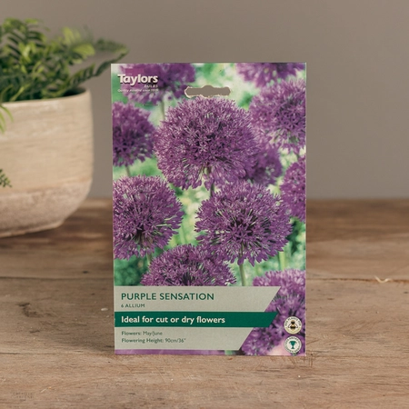 Allium Purple Sensation