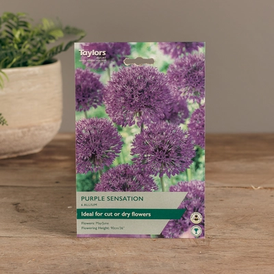 Allium Purple Sensation