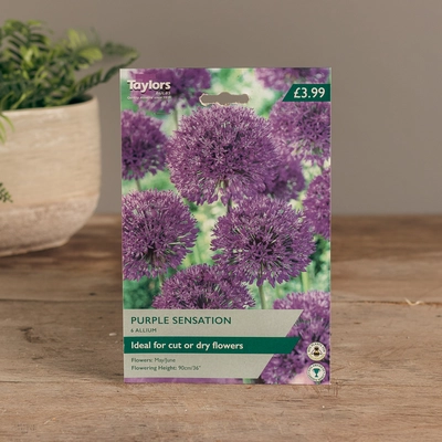 Allium Purple Sensation