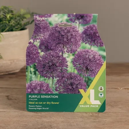 Allium Purple Sensation