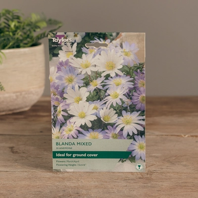 Anemone Blanda Mixed