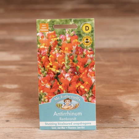 Antirrhinum Rembrandt - image 1