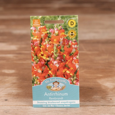 Antirrhinum Rembrandt