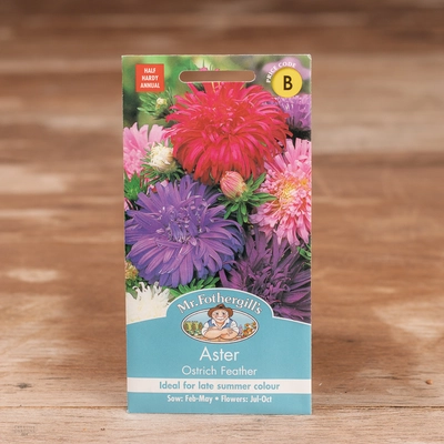 Aster Ostrich Feather