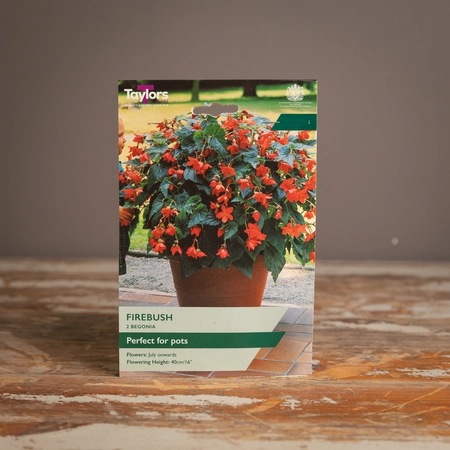Begonia Firebush