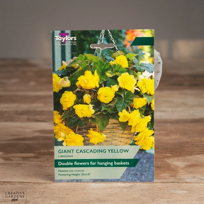 Begonia Yellow Giant Cascading