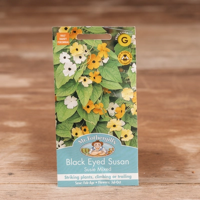 Black Eyed Susan Susie Mix - image 1