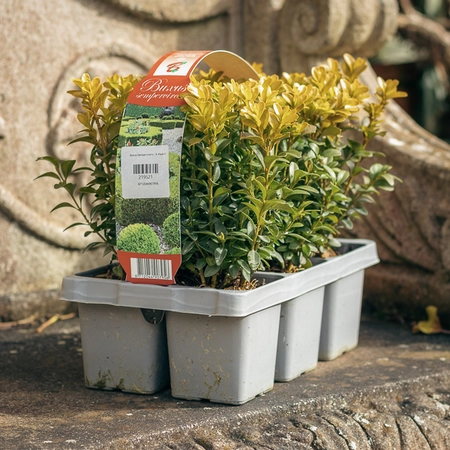 Buxus Hedging 6 Pack - image 1