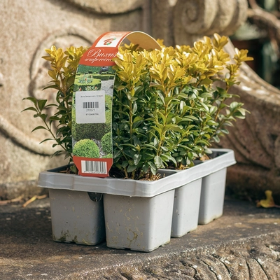 Buxus Hedging 6 Pack - image 2