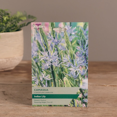 Camassia Leichtlinii Caerulea