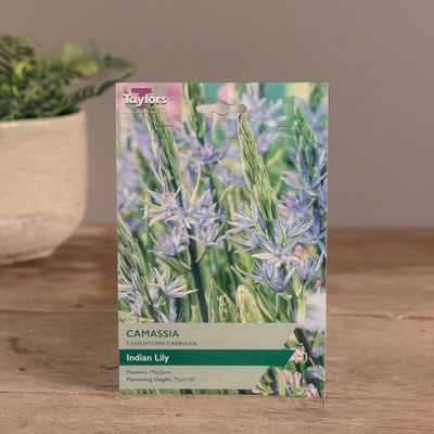 Camassia Leichtlinii Caerulea