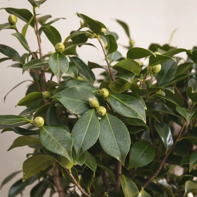 Camelia - Mixed - image 2