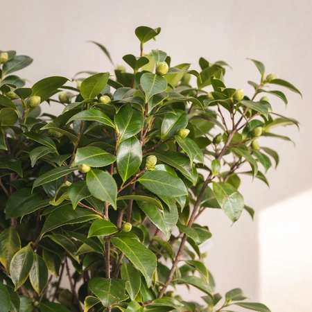 Camelia - Mixed - image 3