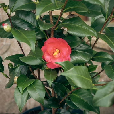 Camellia - Mix - image 4