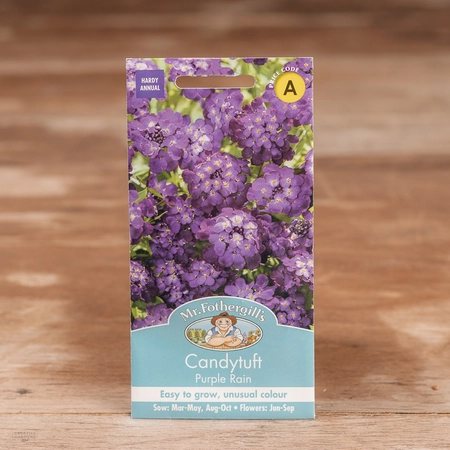 Candytuft Purple Rain - image 1