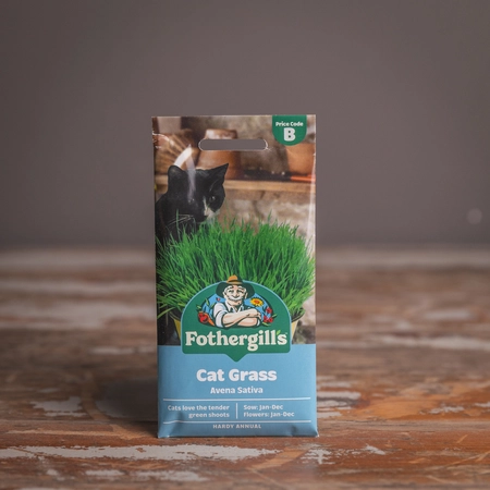 Cat Grass Avena Sativa - image 1