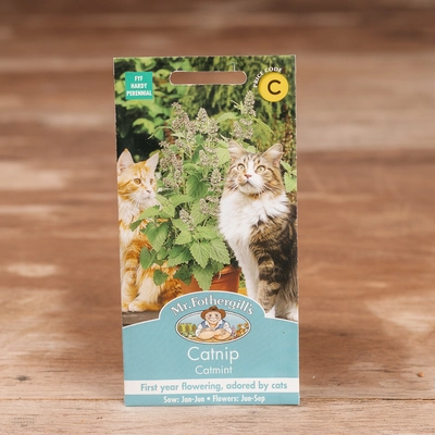 Catmint Catnip