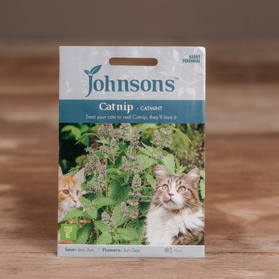 Catnip - Catmint - image 1