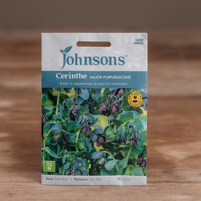 Cerinthe Major Purpurascens - image 1