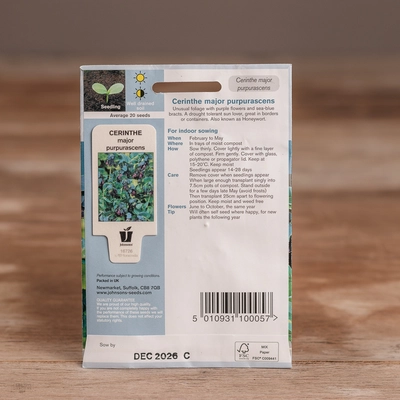 Cerinthe Major Purpurascens - image 2