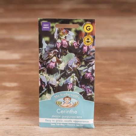 Cerinthe Major Purpurascens - image 1