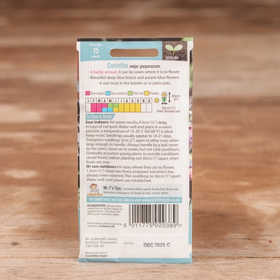 Cerinthe Major Purpurascens - image 2