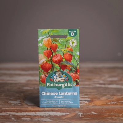 Chinese Lanterns Physalis Alkekengi - image 1