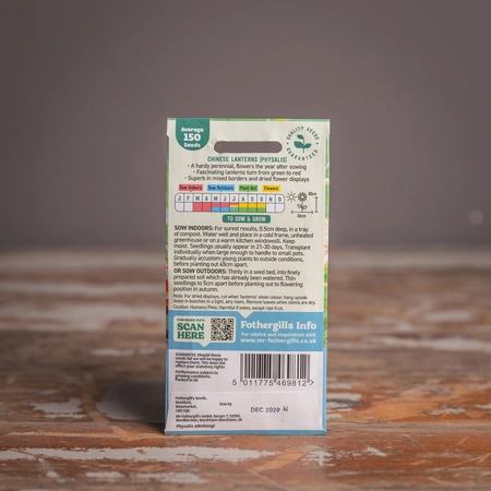 Chinese Lanterns Physalis Alkekengi - image 2